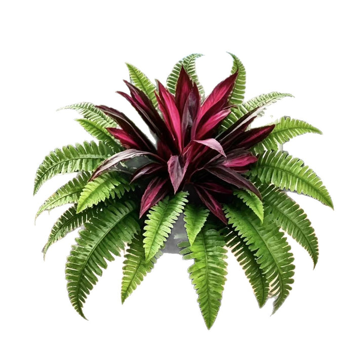 🔥Last Day Sale Price |UV Resistant Artificial Fern & Red Dracaena Decorative Plants – Full, Lush & Fade-Resistant!