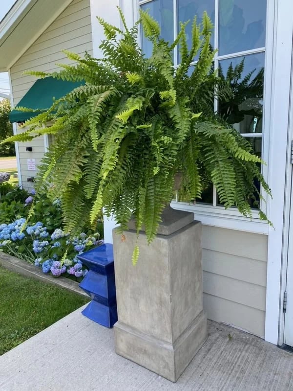 Last Day 50% OFF--UV Resistant Lifelike Artificial Boston Fern