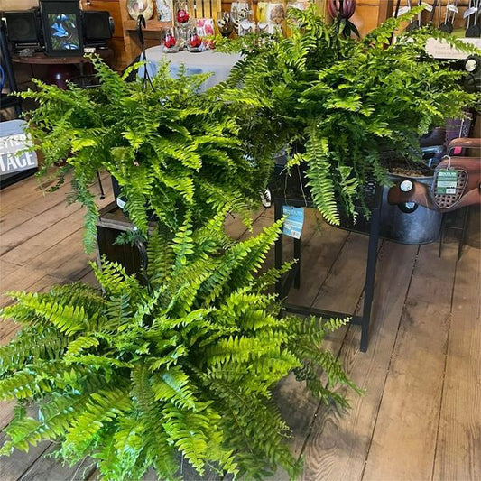 Last Day 50% OFF--UV Resistant Lifelike Artificial Boston Fern